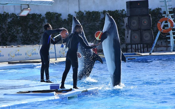 observarea delfinilor și spectacol live premium de calitate superioară - hurghada-3