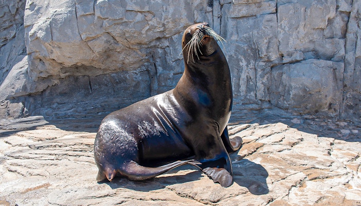 Sealion at islands at the Oceanografic Valencia