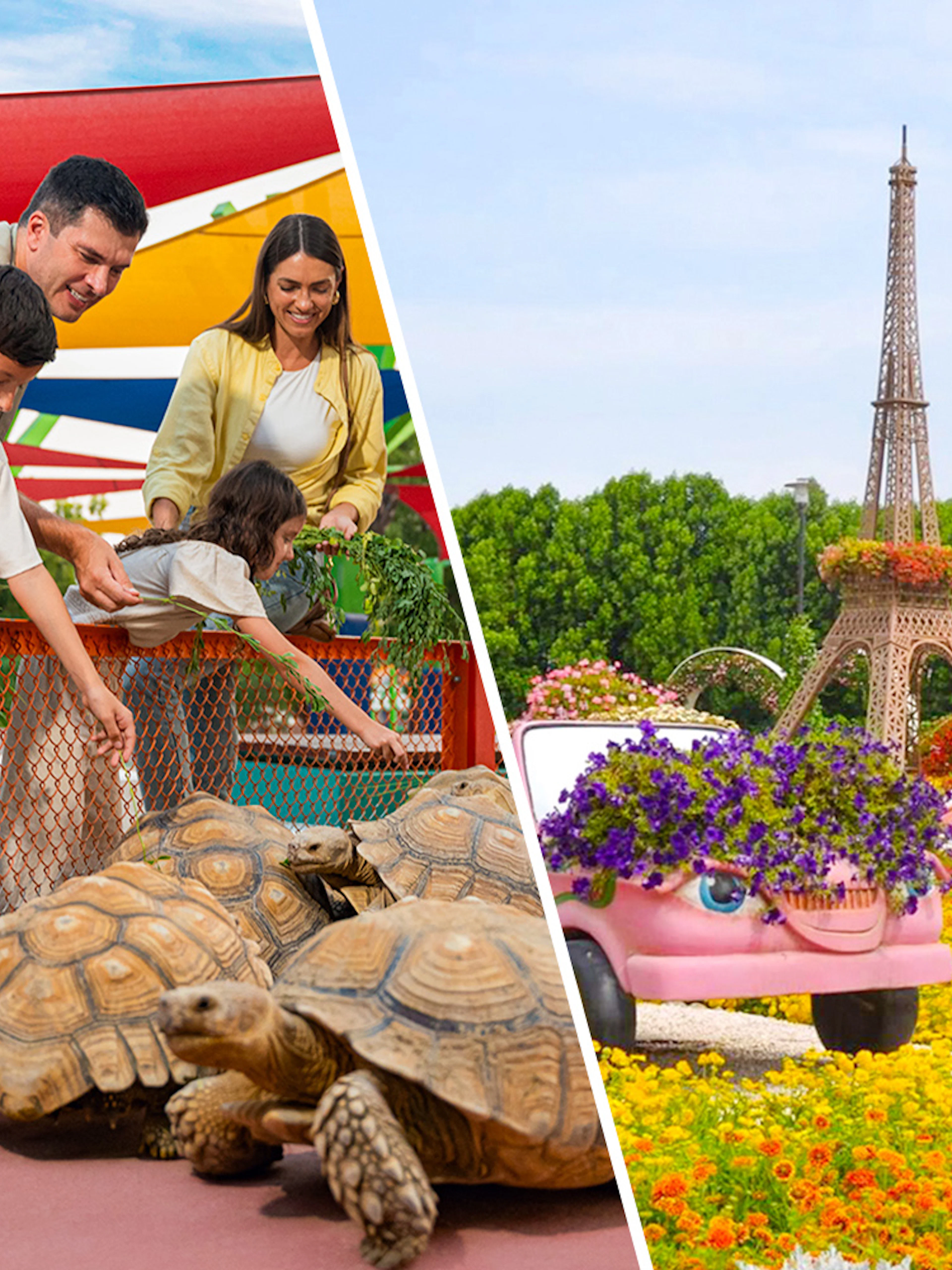 Family feeding tortoises at Dubai Safari Park and floral displays at Dubai Miracle Garden.