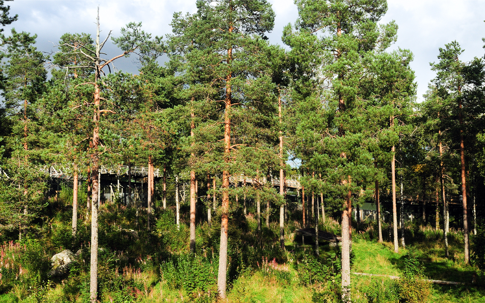 Boardwalk through forest at Ranua Zoo, Finland.