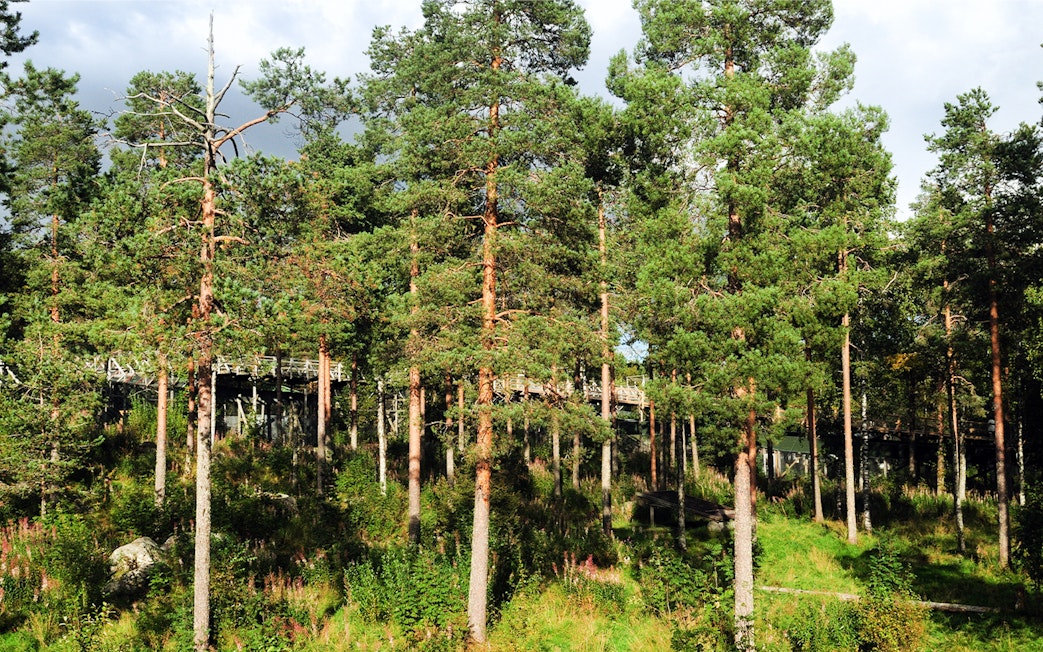 Boardwalk through forest at Ranua Zoo, Finland.