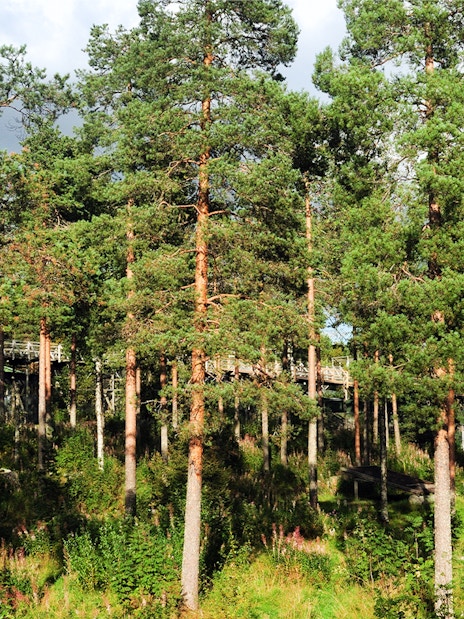 Boardwalk through forest at Ranua Zoo, Finland.
