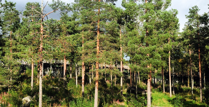 Boardwalk through forest at Ranua Zoo, Finland.