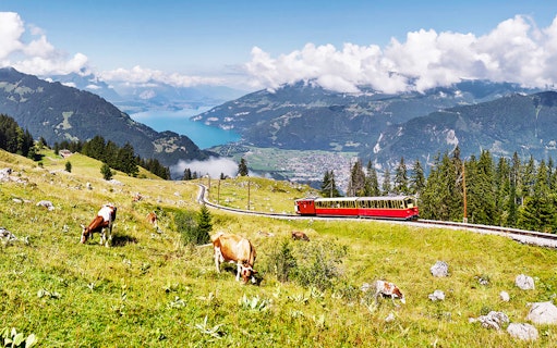 Red train on Schynige Platte with cows grazing, overlooking Lake Thun and Swiss Alps.