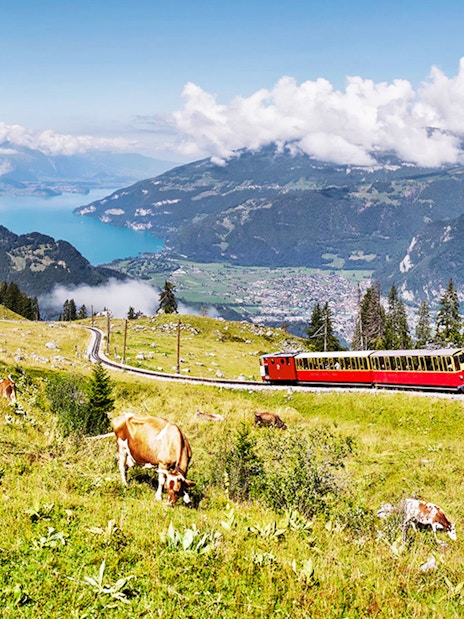 Red train on Schynige Platte with cows grazing, overlooking Lake Thun and Swiss Alps.