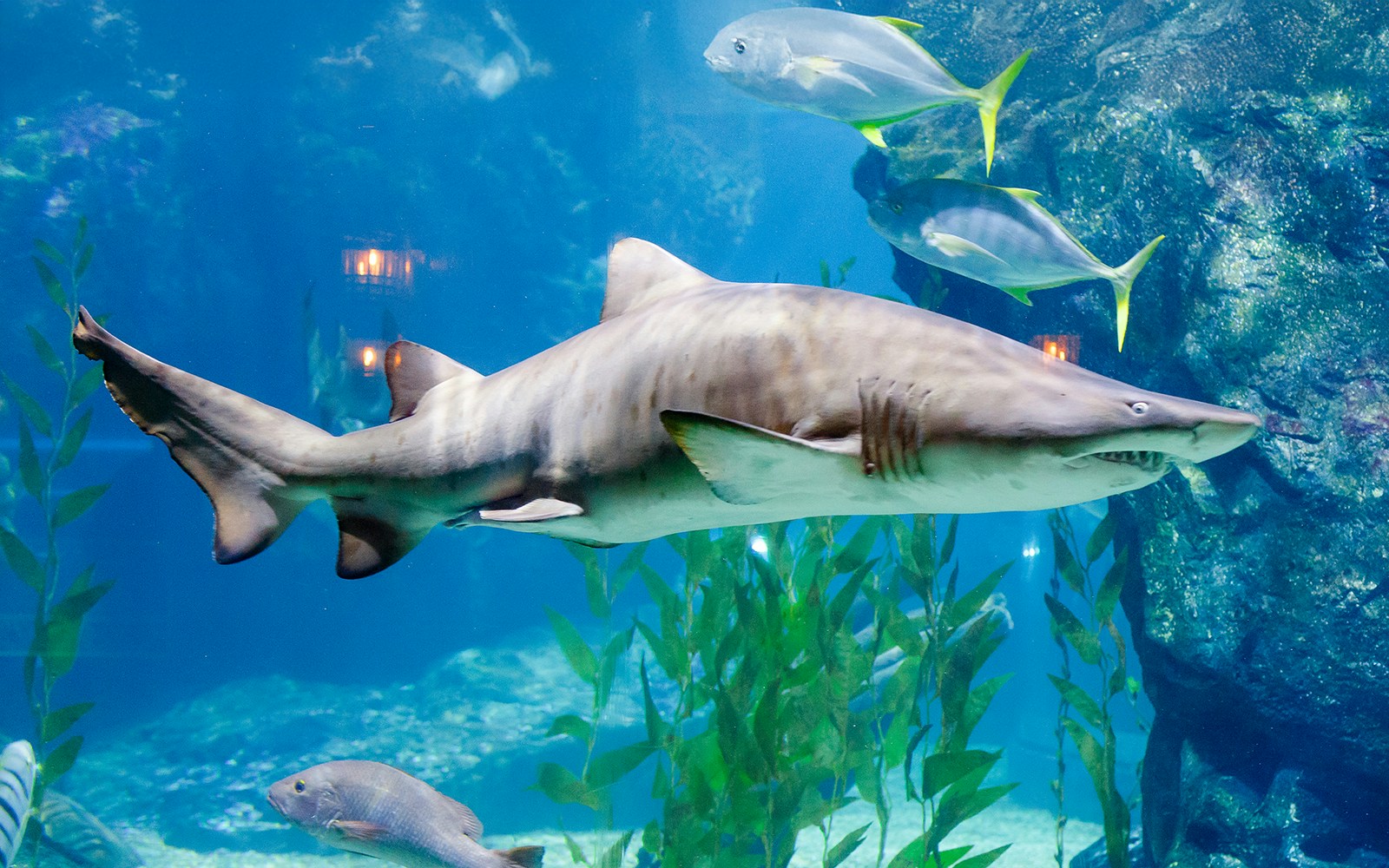 Shark swimming in an aquarium at SeaLife Bangkok Ocean World.