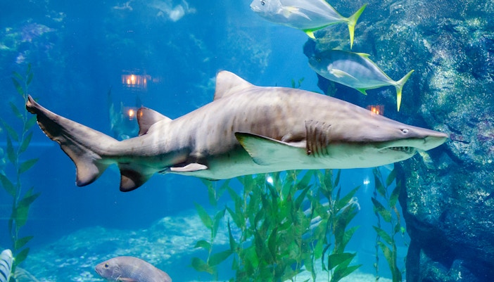 Sharks at Georgia Aquarium
