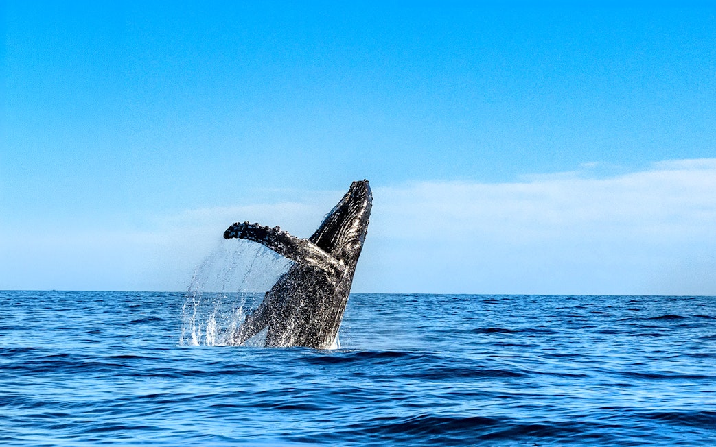 Humpback whale breaching in the ocean off Hawaii.