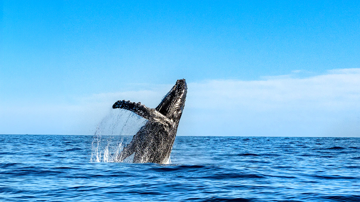 Humpback whale breaching in the ocean off Hawaii.