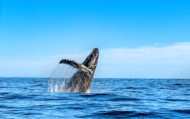 Humpback whale breaching in the ocean off Hawaii.