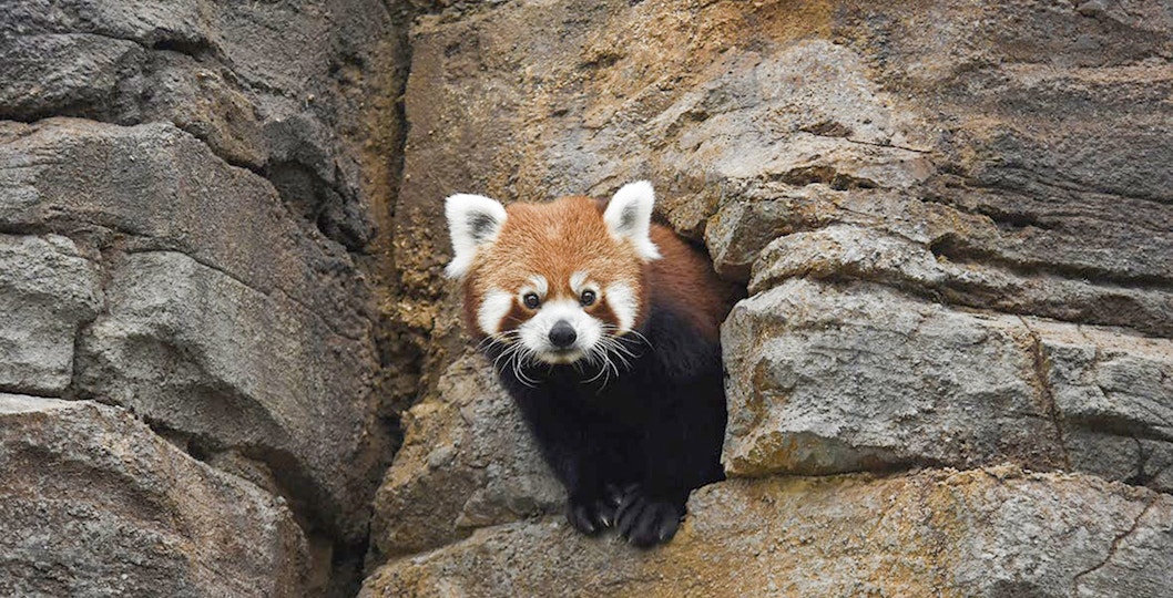 Rotterdam Zoo Tickets