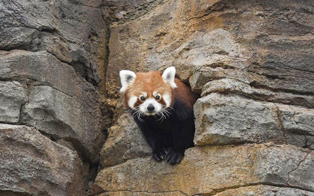 Red panda peeking from rocks at Rotterdam Zoo, Diergaarde Blijdorp.