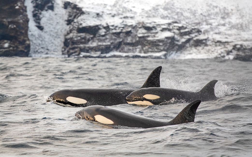 Orcas swimming in the cold waters near Tromso, Norway with snowy cliffs in the background.