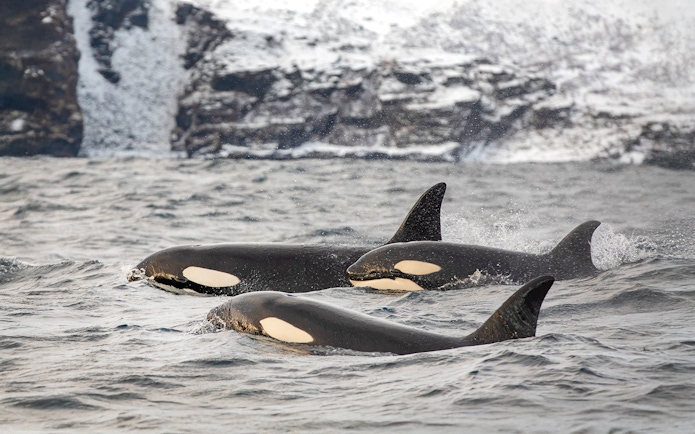 Orcas swimming in the cold waters near Tromso, Norway with snowy cliffs in the background.