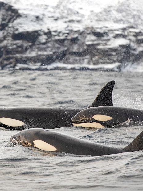 Orcas swimming in the cold waters near Tromso, Norway with snowy cliffs in the background.