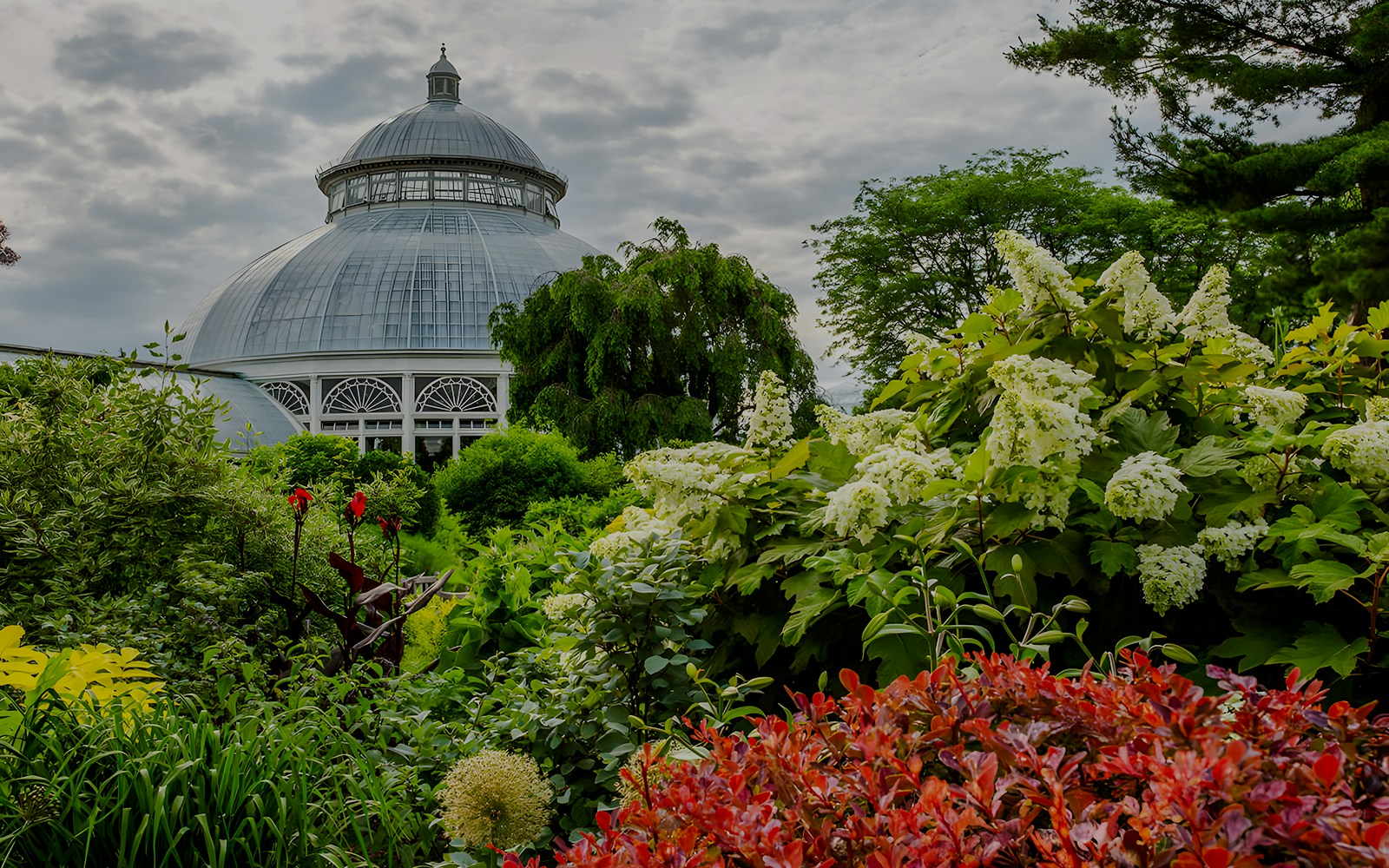 Dome of the conservatory behind lush greenery on the main path of the Perennial Garden, NYBG.