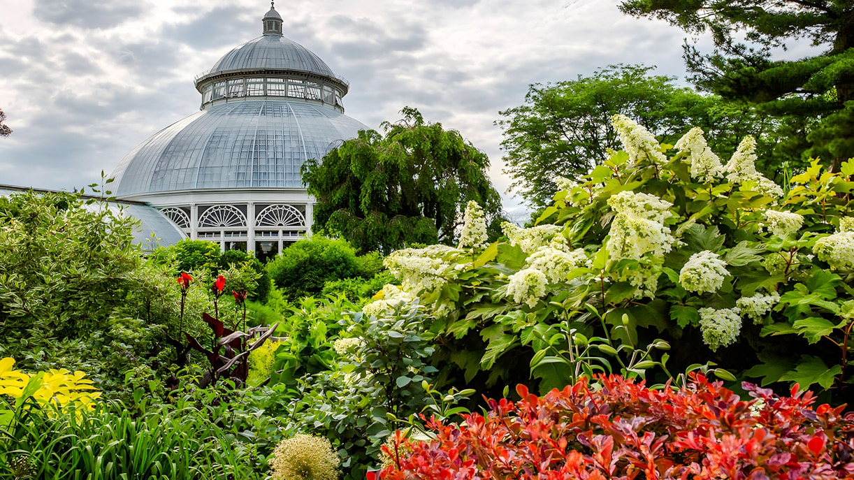 Dome of the conservatory behind lush greenery on the main path of the Perennial Garden, NYBG.