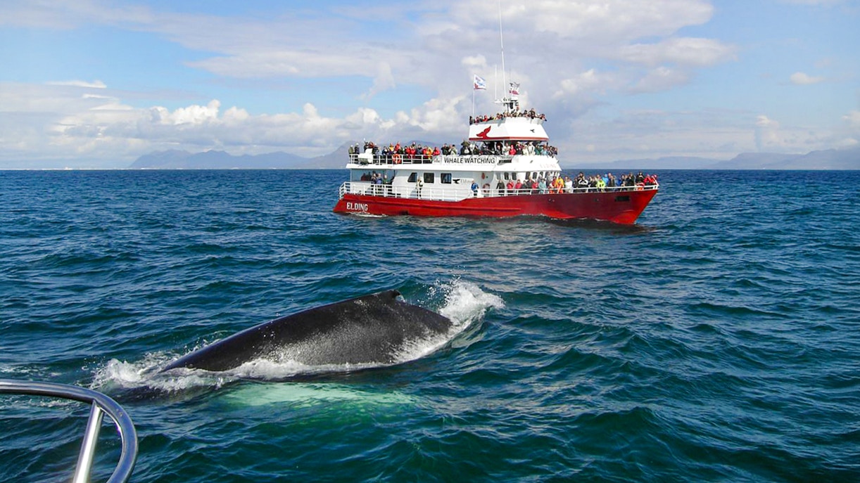 Whale surfacing near a whale watching boat in Reykjavik, Iceland.