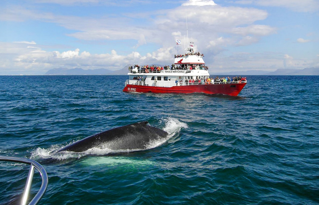 Whale breaching near boat during Reykjavik Classic Whale Watching tour.