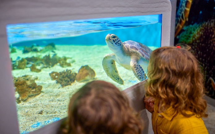 Children observing a sea turtle at Cairns Aquarium Turtle Hospital.