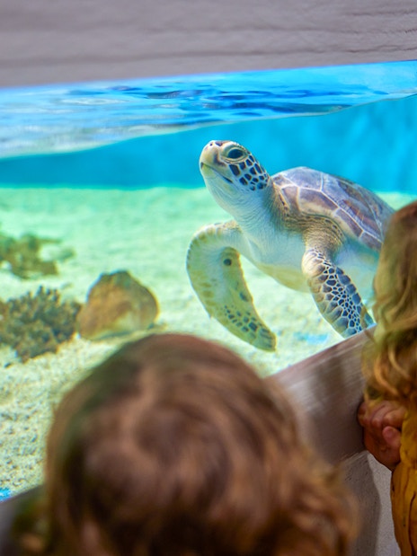 Children observing a sea turtle at Cairns Aquarium Turtle Hospital.