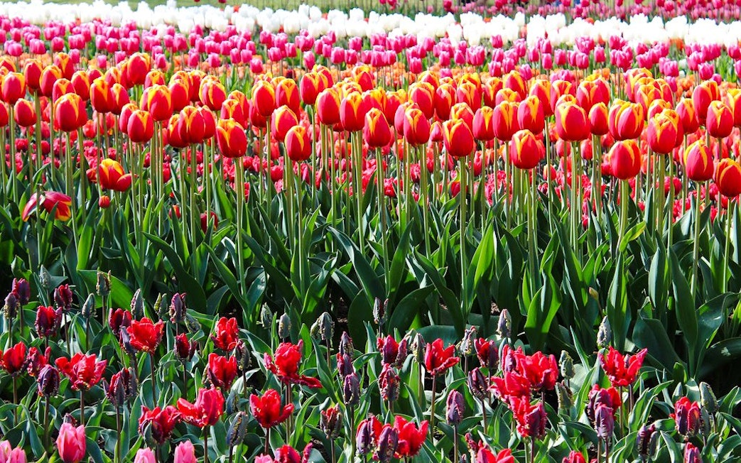 Tulips in bloom at Keukenhof Gardens, Amsterdam.