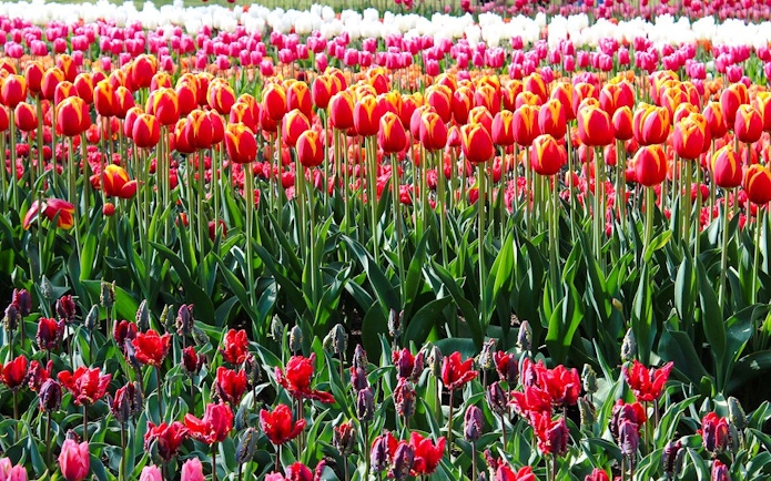 Tulips in bloom at Keukenhof Gardens, Amsterdam.