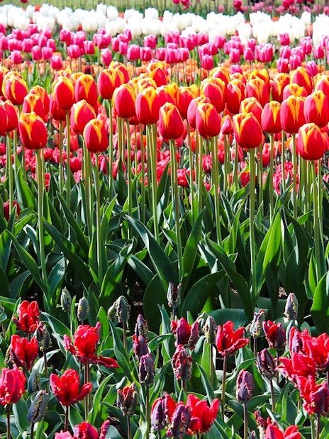 Tulips in bloom at Keukenhof Gardens, Amsterdam.