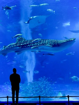 Silhouette of a person watching a whale shark and fish at Churaumi Aquarium.
