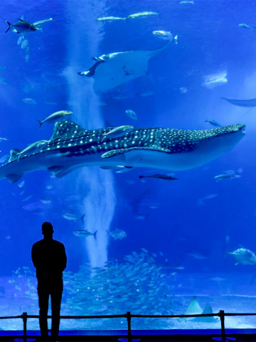 Silhouette of a person watching a whale shark and fish at Churaumi Aquarium.