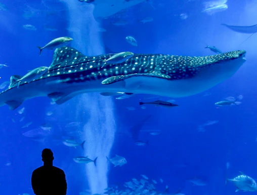 Silhouette of a person watching a whale shark and fish at Churaumi Aquarium.