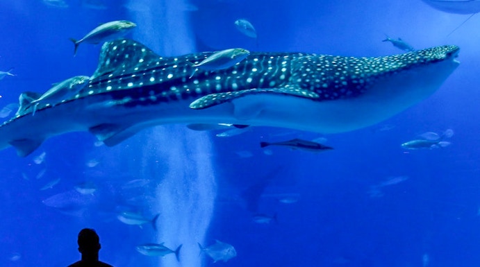 Silhouette of a person watching a whale shark and fish at Churaumi Aquarium.