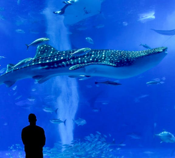 Silhouette of a person watching a whale shark and fish at Churaumi Aquarium.