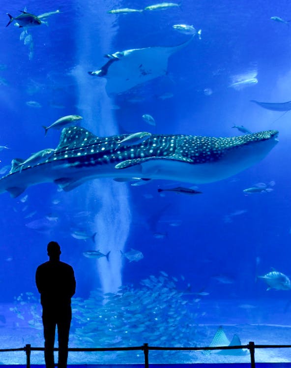 Silhouette of a person watching a whale shark and fish at Churaumi Aquarium.