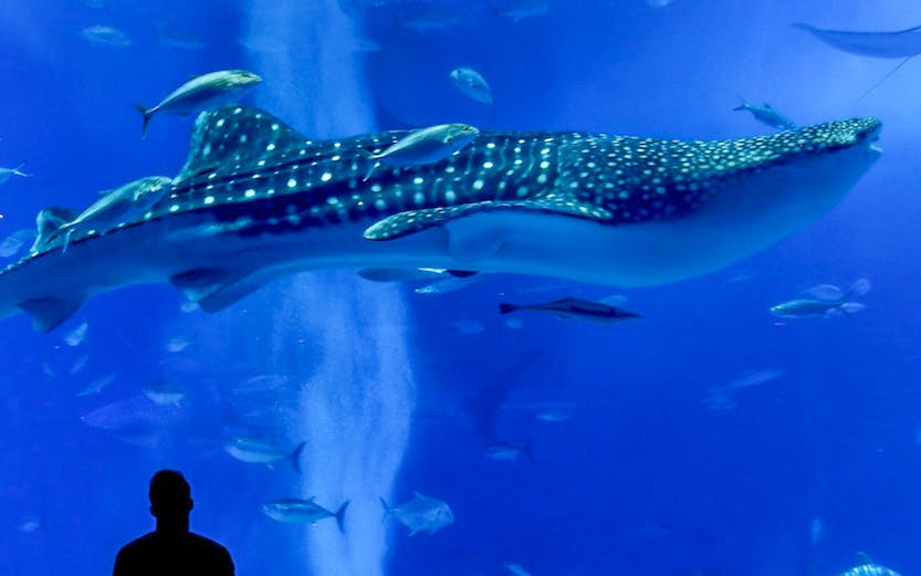 Silhouette of a person watching a whale shark and fish at Churaumi Aquarium.
