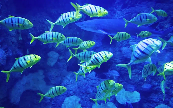 Colorful fish swimming in a tank at the National Aquarium Abu Dhabi.