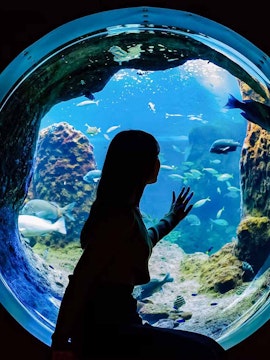 Visitor observing marine life through a glass tunnel at Enoshima Aquarium.