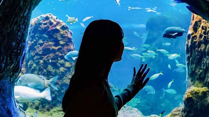 Visitor observing marine life through a glass tunnel at Enoshima Aquarium.
