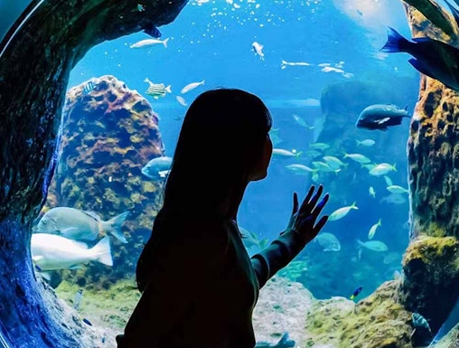 Visitor observing marine life through a glass tunnel at Enoshima Aquarium.