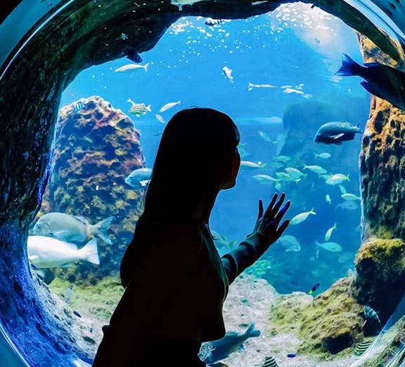 Visitor observing marine life through a glass tunnel at Enoshima Aquarium.