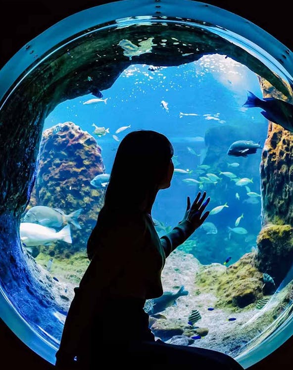Visitor observing marine life through a glass tunnel at Enoshima Aquarium.
