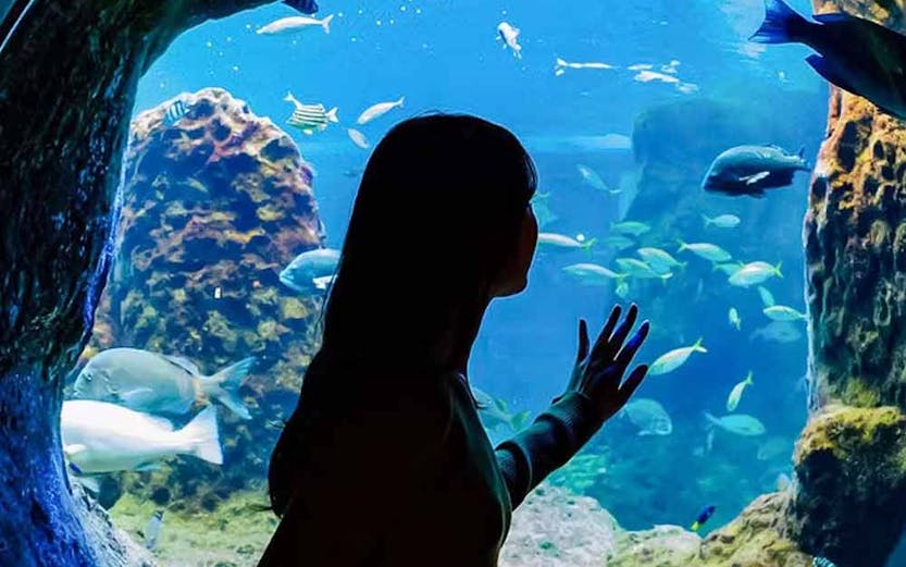 Visitor observing marine life through a glass tunnel at Enoshima Aquarium.