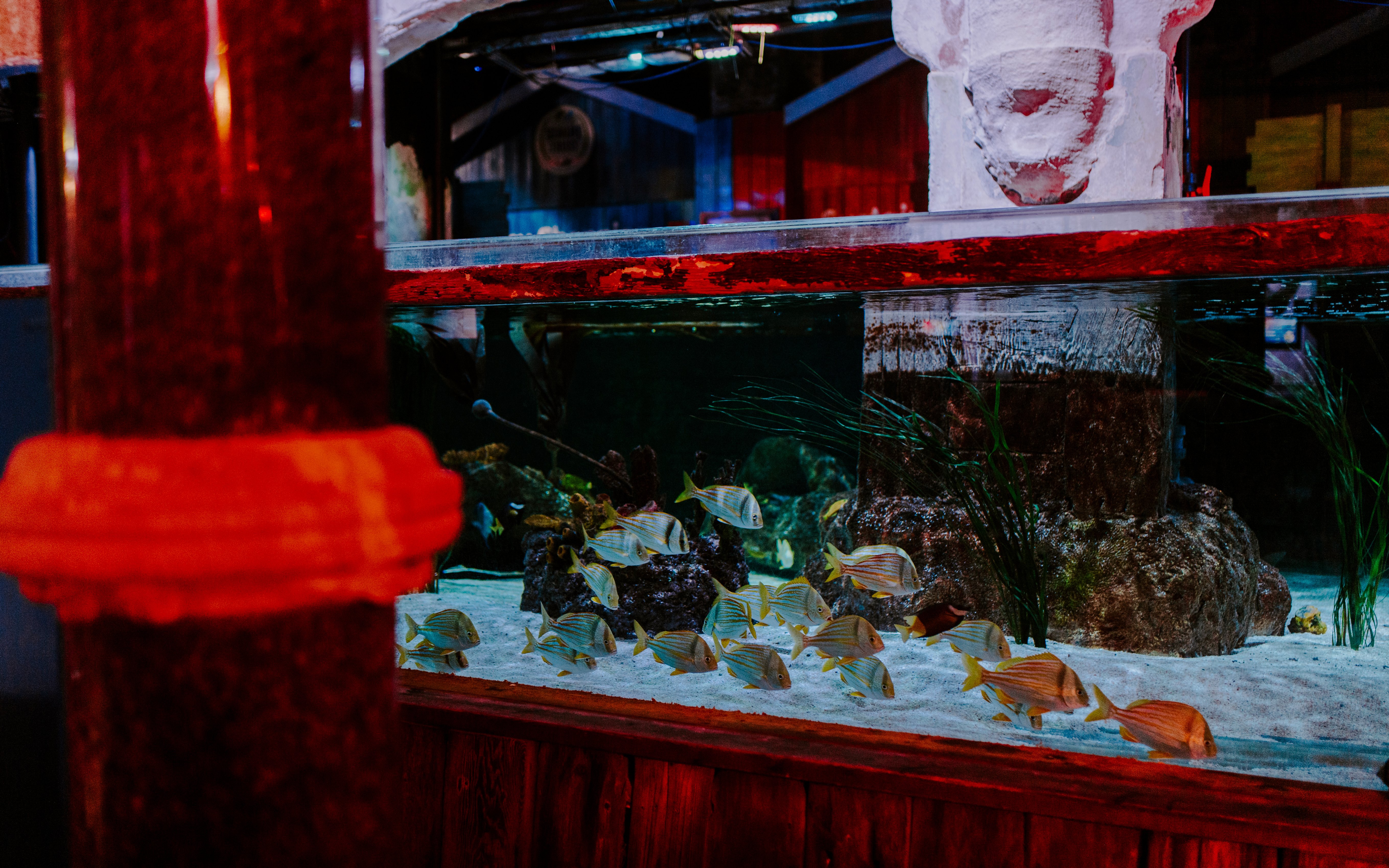 Aquarium tank with tropical fish at SEA Life Brighton.
