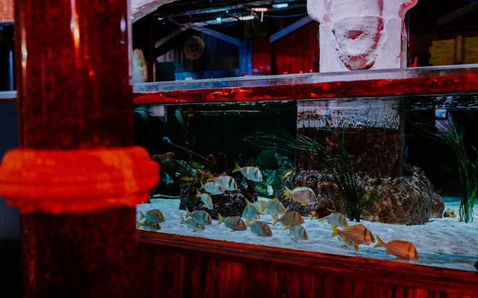 Aquarium tank with tropical fish at SEA Life Brighton.