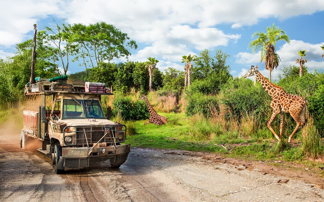 Safari vehicle passing giraffes at Animal Kingdom Theme Park, Walt Disney World Resort, Orlando.