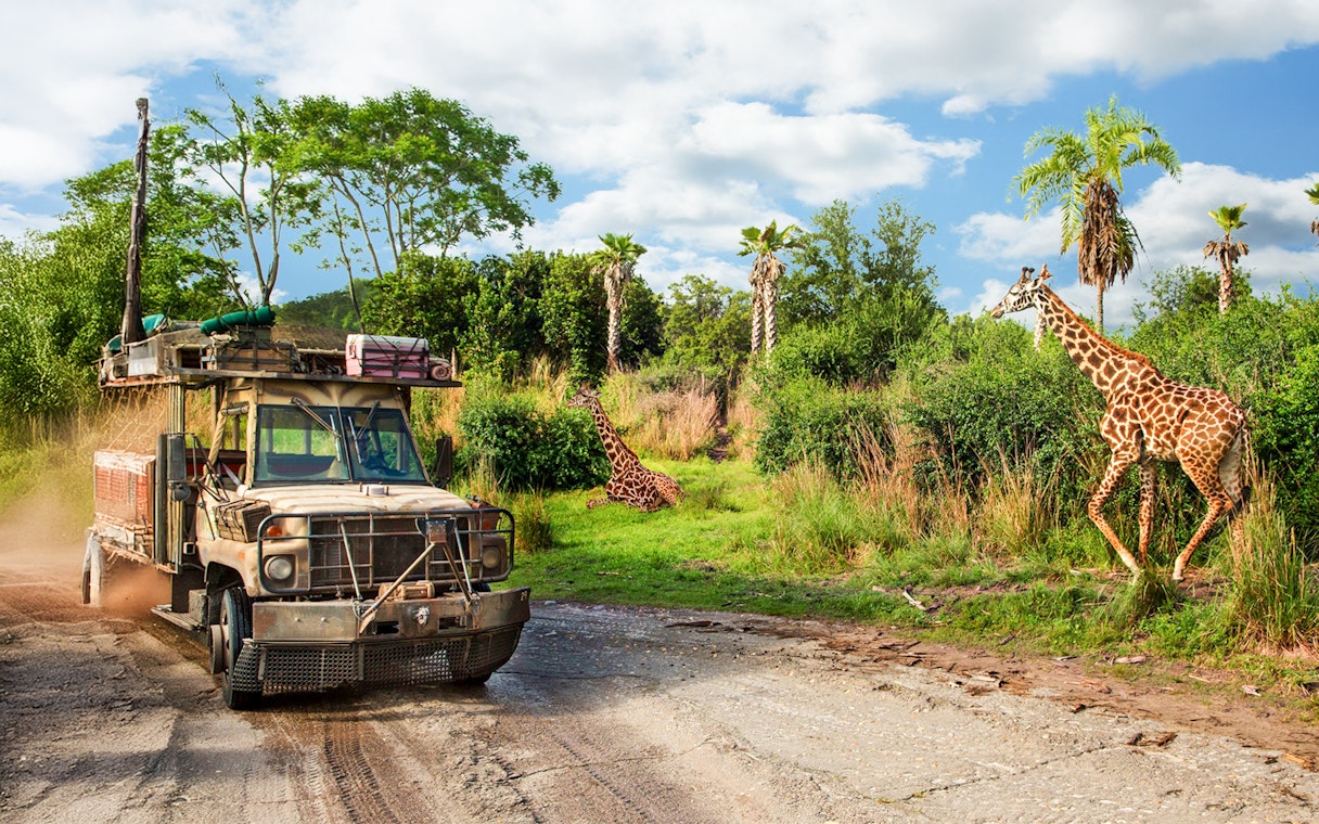 Safari vehicle passing giraffes at Animal Kingdom Theme Park, Walt Disney World Resort, Orlando.