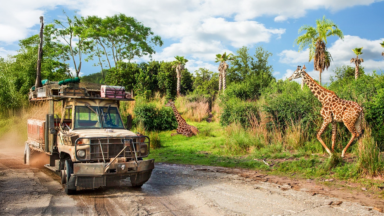Safari vehicle passing giraffes at Animal Kingdom Theme Park, Walt Disney World Resort, Orlando.