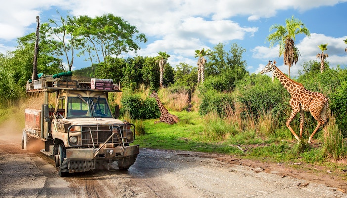 Safari vehicle passing giraffes at Animal Kingdom Theme Park, Walt Disney World Resort, Orlando.