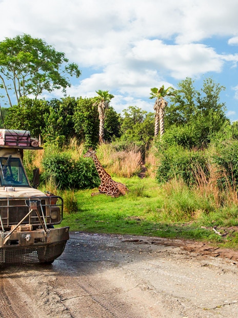 Safari vehicle passing giraffes at Animal Kingdom Theme Park, Walt Disney World Resort, Orlando.