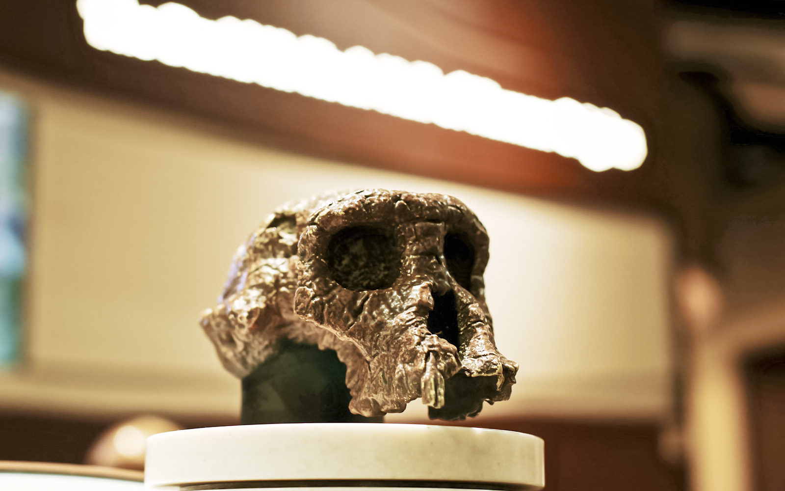 Fossil skull exhibit at Smithsonian National Museum of Natural History.